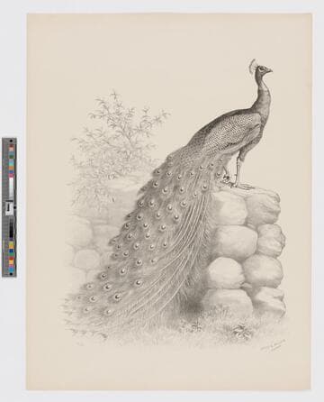 [Peacock on rocks] 1022