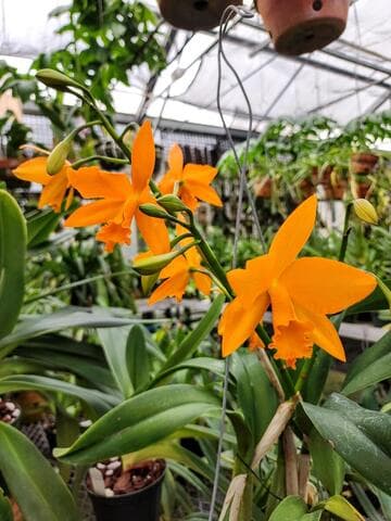 x Rhyncattleanthe Love Passion 'Dogashima'