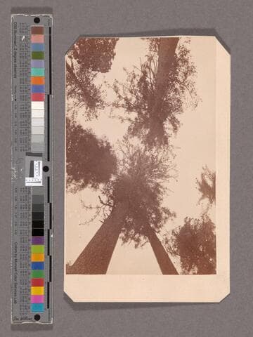 Looking Up among the Sugar Pines