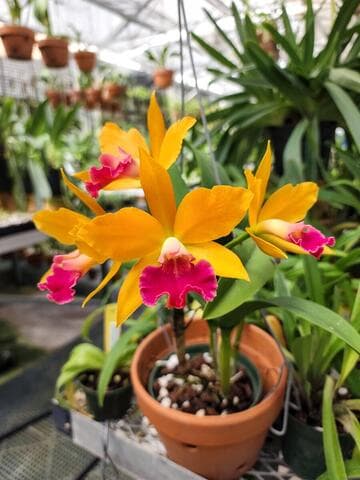 x Rhyncattleanthe Love Triangle 'Carmela's Yellow'