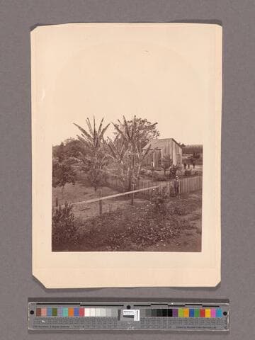Banana trees, Mr. Wallace, San Gabriel