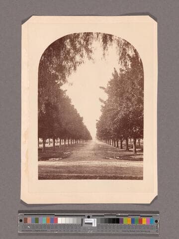 Avenue of orange trees, Sunny Slope