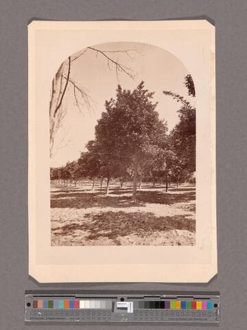 First bearing orange tree in San Ber'no Co., Van Lenvan's orchard