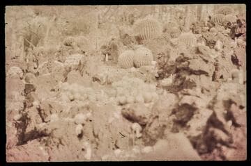 Image of the Desert Garden at the Huntington Botanical Gardens