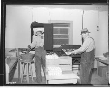 P2 - Poultry - George England Ranch