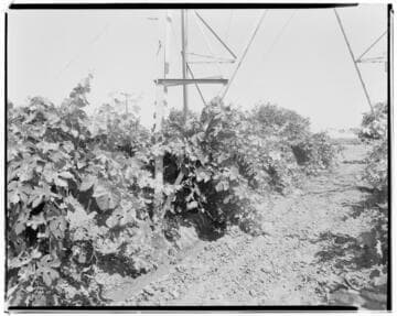 Vincent Transmission Line