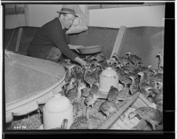 P2 - Poultry - Mr. Howle