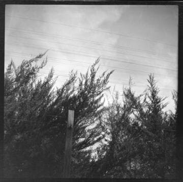 Vegetation growing too close to overhead power lines