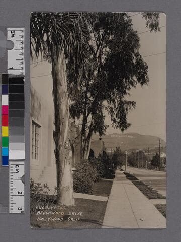 Eucalyptus, Beachwood Drive, Hollywood, Calif