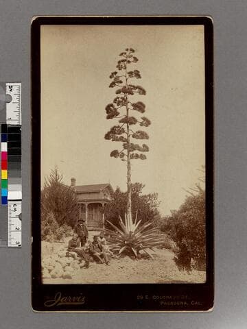 Giant flowering plant in front of house, Pasadena