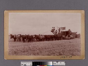 24 mules on Puente grain field