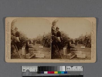 Picking oranges, Riverside, California, U.S.A