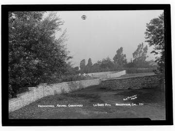 Prehistoric animal graveyard, La Brea Pits, Hollywood, Cal. [i.e. Los Angeles]