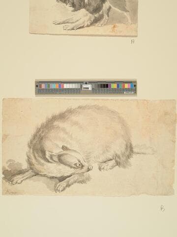 Study of a Badger