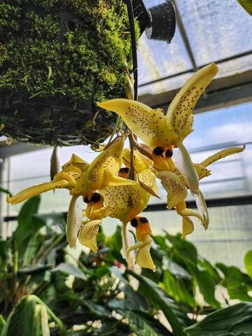 Stanhopea wardii