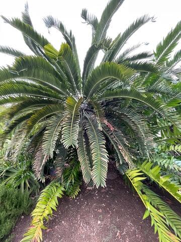Encephalartos woodii