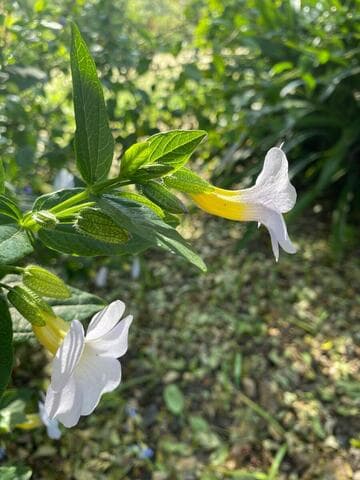 Thunbergia natalensis