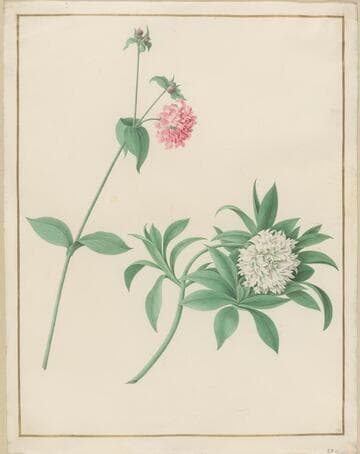 Untitled (Pink and White flower blossoms)