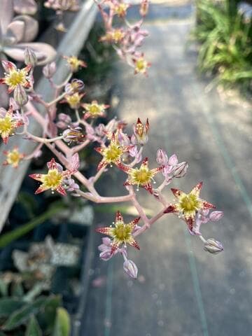 Graptopetalum amethystinum