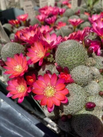 Rebutia 'Pink Perfection'
