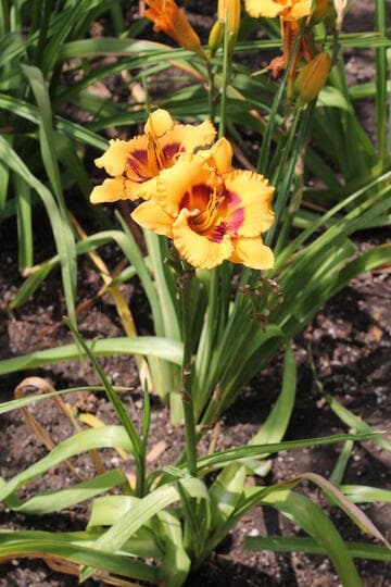 Hemerocallis 'Black Eyed Sun'