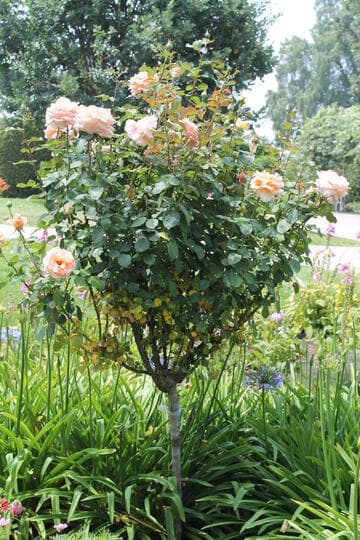 Rosa 'Over the Moon'