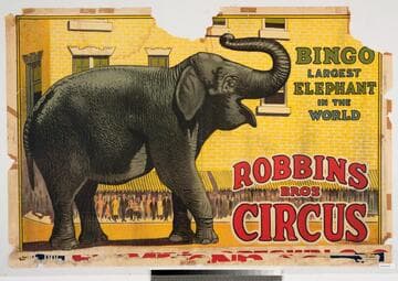 Robbins Bros. Circus : Bingo largest elephant in the world