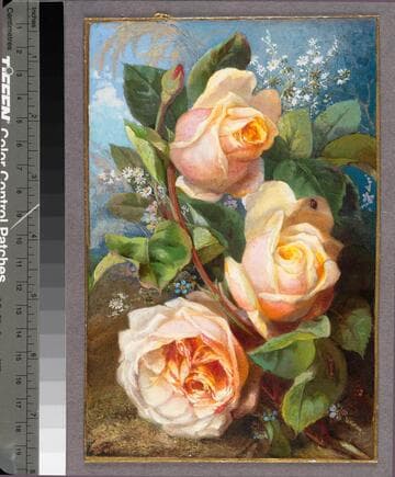 [Pale pink roses with blue sky background]