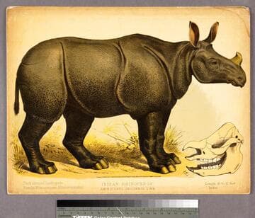 Indian rhinoceros