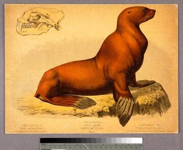 Sea lion