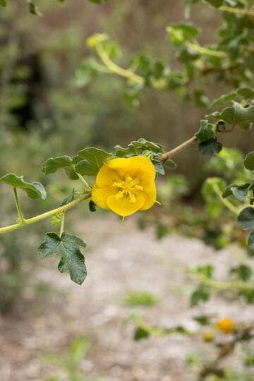 Fremontodendron 'Dara's Gold'