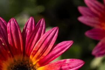 Arctotis 'Pink Sugar'