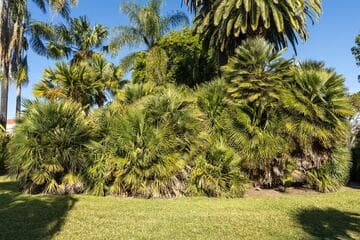 Chamaerops humilis