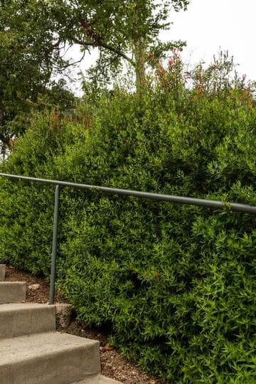 Anisacanthus quadrifidus var. wrightii