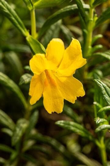 Mimulus 'Jelly Bean Gold'