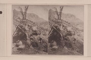[print from a stereo] The Basket Maker.  Old woman of the Kaibab Pai Utes.  Behind is the typical Pai Ute dwelling of boughs and brush.  The dwellings of the Shewits are similar