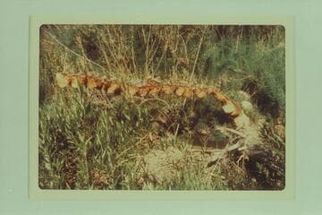 Beaver work in Spencer Canyon