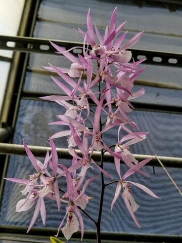 Encyclia adenocaula