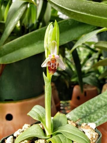 Ophrys scolopax ssp. cornuta