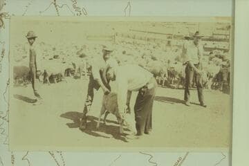 Richardson and Williamson buying sheep; Tuba Bridge, Cameron