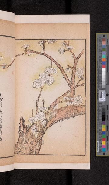 芥子園畫譜. Pt. 2