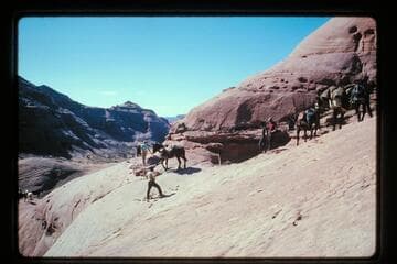 Stock on ledge trail between Moepitz Airfield and basin north of Sid Whiskers Butte