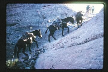 Trail from mouth of Nasja Creek to Dead Center Camp