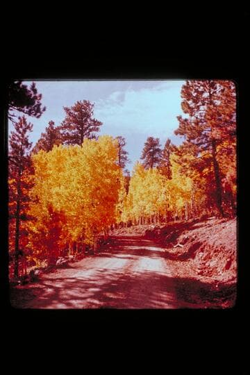 Fall foliage; upper Water pocket