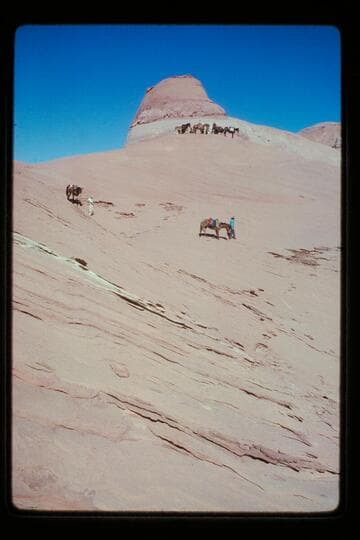Stock on trail from ledge into basin north of Sid Whiskers Butte