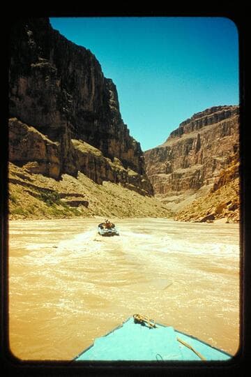 Cactus trailing Bootoo