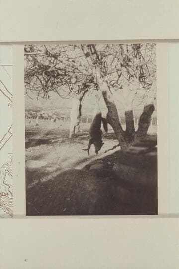 Coyotes hanging in tree at Scanlon's Ferry.  Their [Kolbs] stop at the Ferry was 1912, Jan. 13