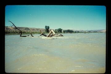 Snag in San Juan River below bluff