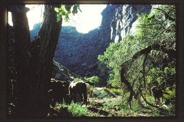 Face; Horsethief Canyon