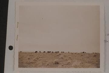 Buffalo in House Rock Valley on the Marble Canyon Platform